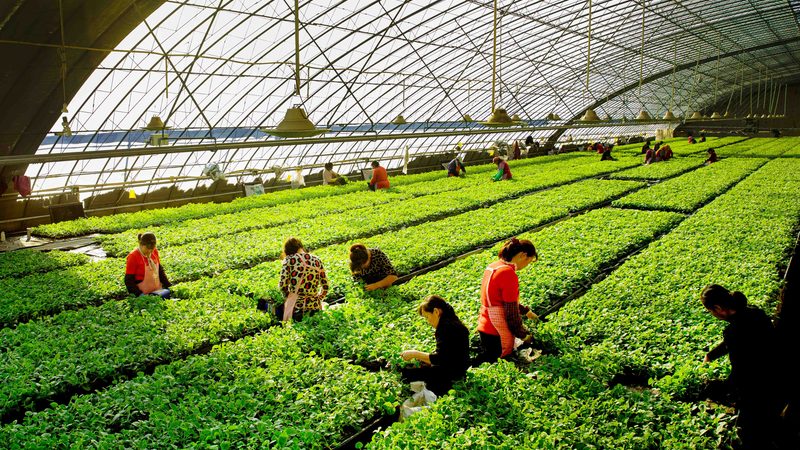 粮食种植的优缺点：解析可持续农业的未来之路