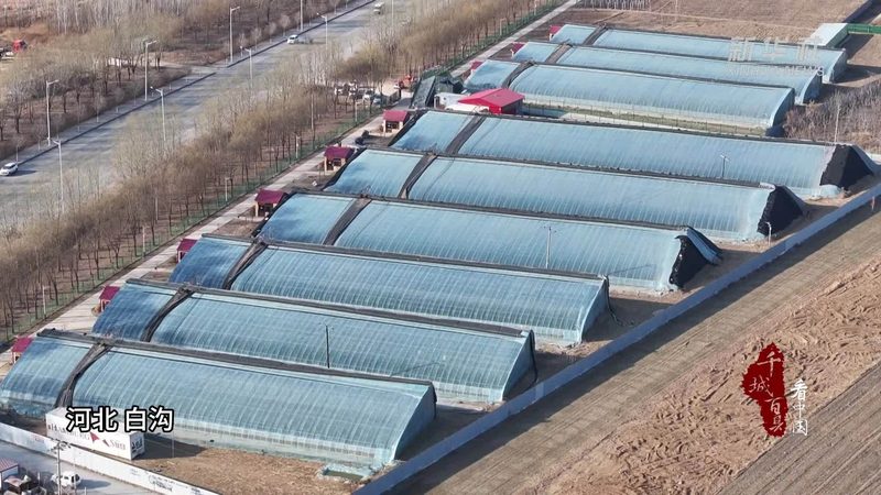 新疆水果种植：气候条件与成本考量