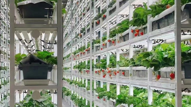 果蔬配送中心标准化建设：从粗放运营到系统管控
